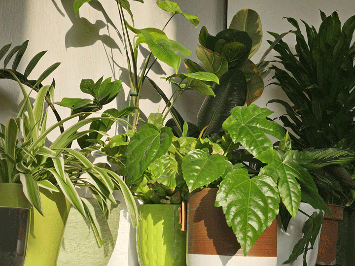 houseplant1 - Hus & Have Avisen Stueplanter i indretningen