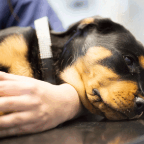 kæledyr bør tjekkes for kræft