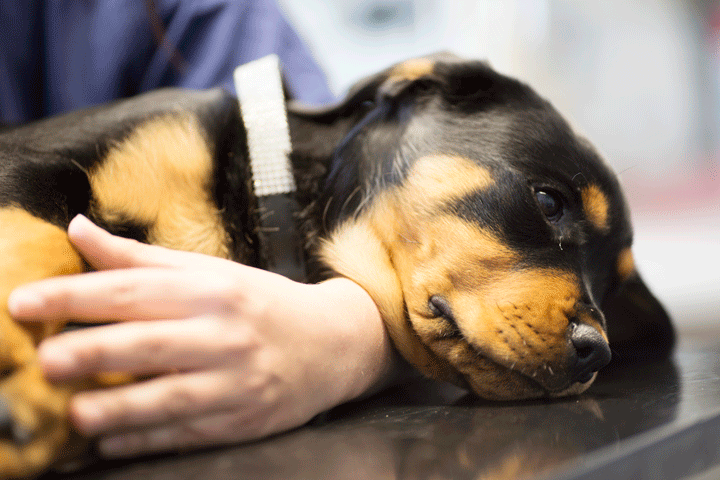 AniCura-Danmark-002 - Hus & Have Avisen kæledyr bør tjekkes for kræft