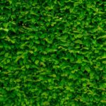 hæk og busk i haven