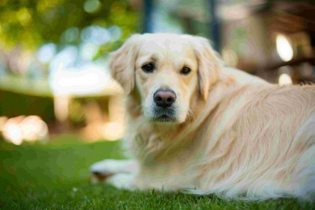 hund på græsplæne i flåtsæsonen