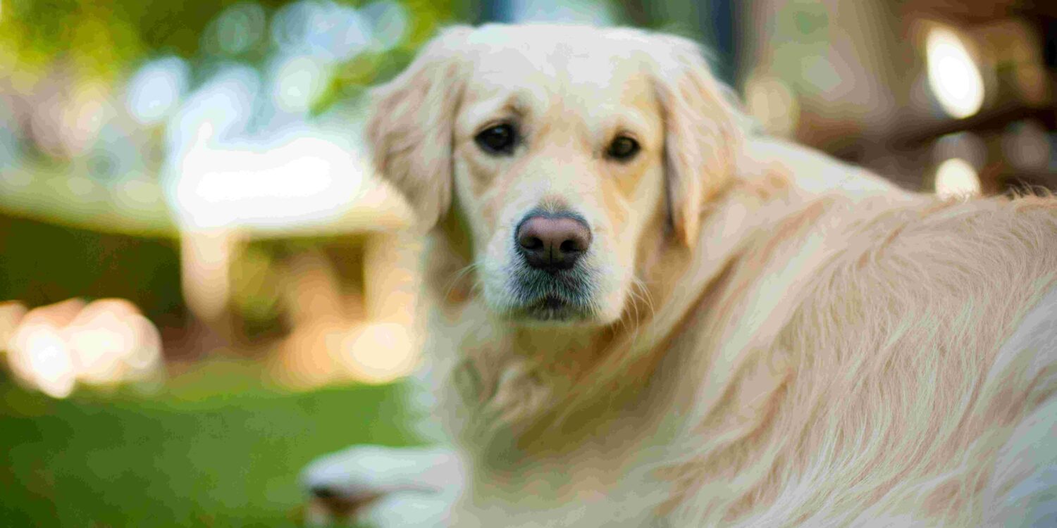 hund på græsplæne i flåtsæsonen