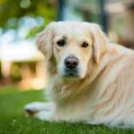 hund på græsplæne i flåtsæsonen