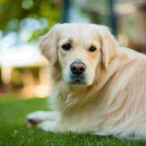 hund på græsplæne i flåtsæsonen