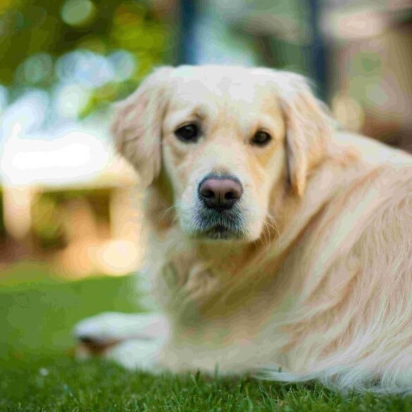 hund på græsplæne i flåtsæsonen