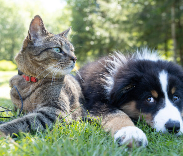 hund og kat der kan være bloddonor