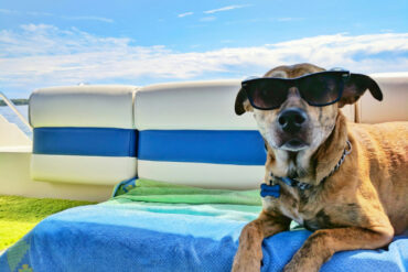 hund på sommerferie