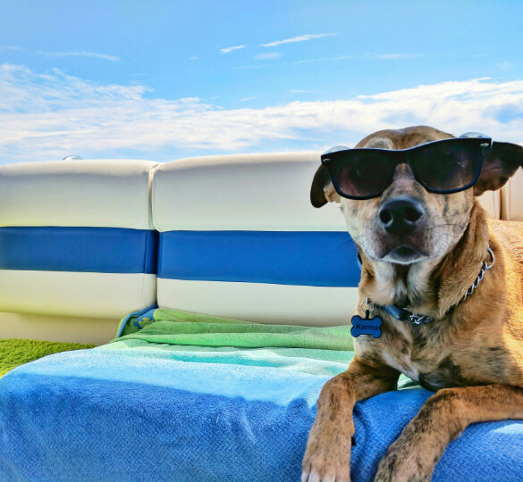 hund på sommerferie