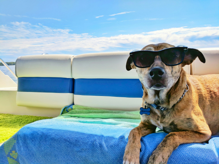 hund på sommerferie