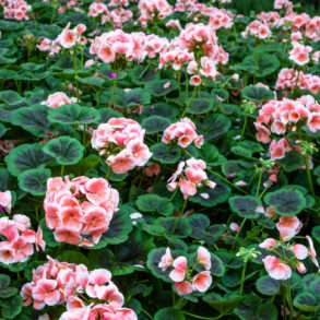 pelargonier