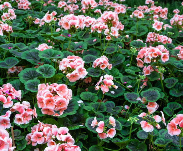 pelargonier