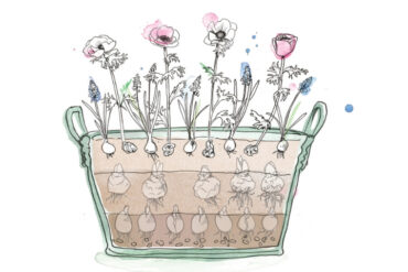 blomsterløg i lag