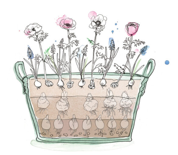 blomsterløg i lag
